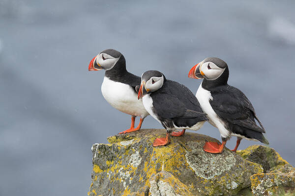Flpa Poster featuring the photograph Atlantic Puffin Trio Latrabjarg Iceland by Bill Coster