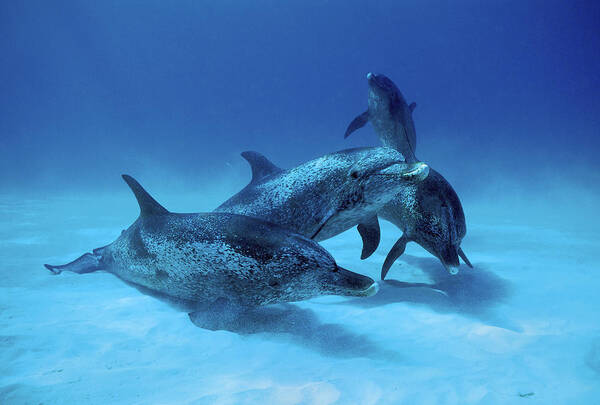 Feb0514 Poster featuring the photograph Atlantic Spotted Dolphin Males Bahamas by Hiroya Minakuchi