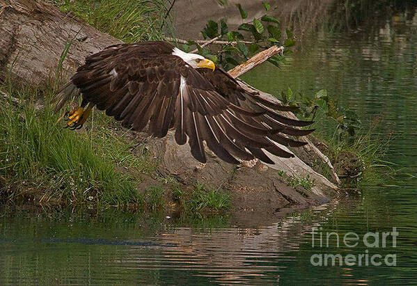 Eagle Lift Off Poster featuring the photograph Attaining Lift by J L Woody Wooden