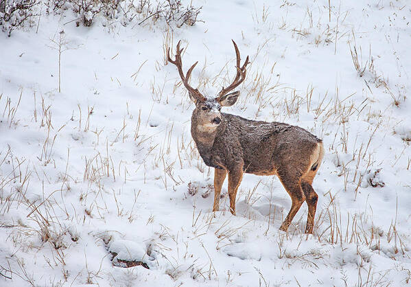 Deer Poster featuring the photograph Atypical Buck by Darren White