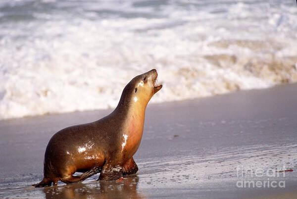 Australian Sea Lion Poster featuring the photograph Australian Sea Lion by Gregory G. Dimijian