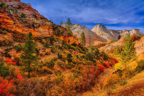 Zion Poster featuring the photograph Autumn Arroyo by Greg Norrell