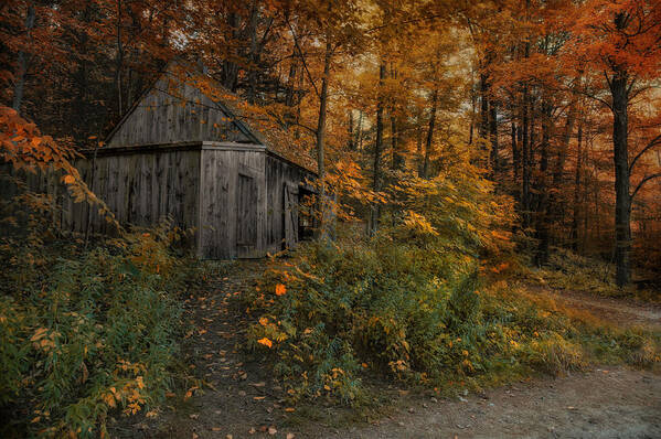 Barn Poster featuring the photograph Autumn Canopy by Robin-Lee Vieira