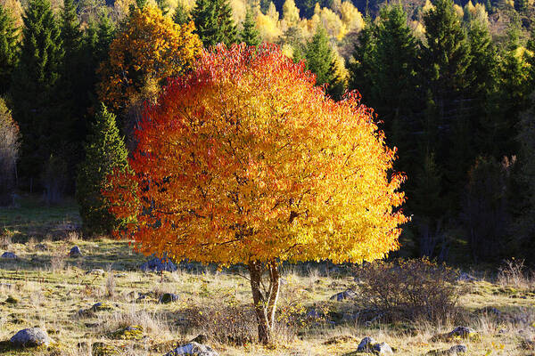 Autumn Poster featuring the photograph Autumn Colors And Nature by Christian Lagereek