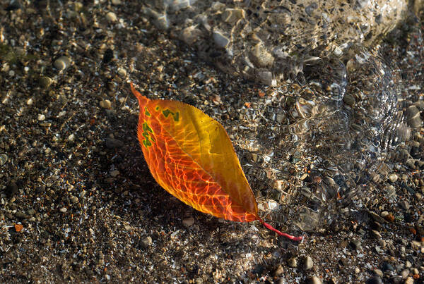 Georgia Mizuleva Poster featuring the photograph Autumn Colors and Playful Sunlight Patterns - Cherry Leaf by Georgia Mizuleva