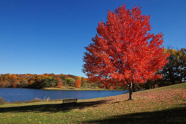 Autumn Poster featuring the photograph Autumn Colors at Wyandotte County Lake by Alan Hutchins