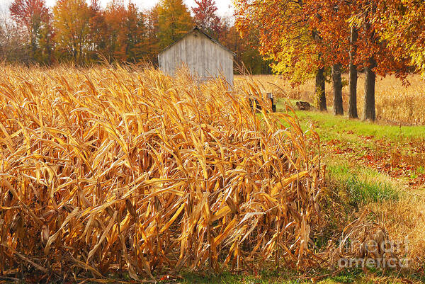 Corn Poster featuring the photograph Autumn Corn by Mary Carol Story