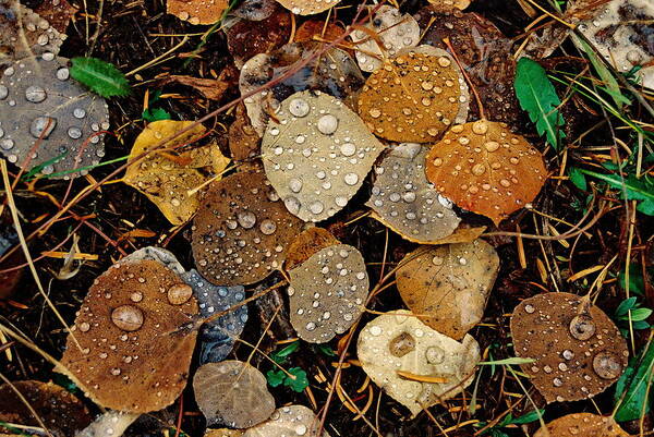 Aspen Poster featuring the photograph Autumn Dew by Ron Weathers