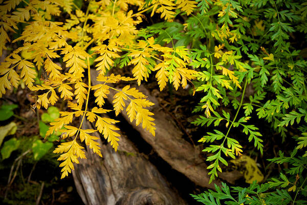 Autumn Poster featuring the photograph Autumn Ferns by Mary Lee Dereske