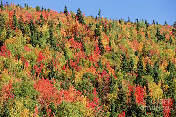 00341776 Poster featuring the photograph Autumn in Gaspesie Natl Park Quebec by Yva Momatiuk John Eastcott