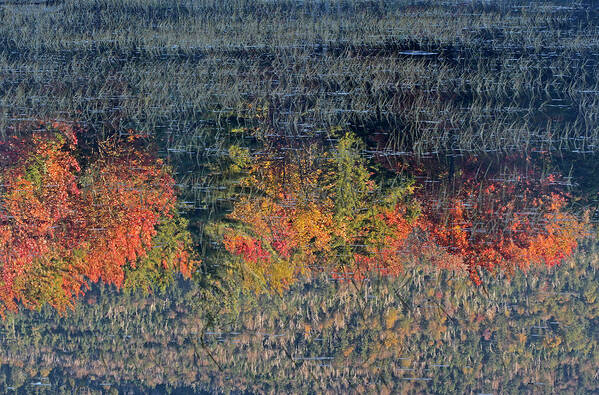 New Poster featuring the photograph Autumn Impressionism by Juergen Roth