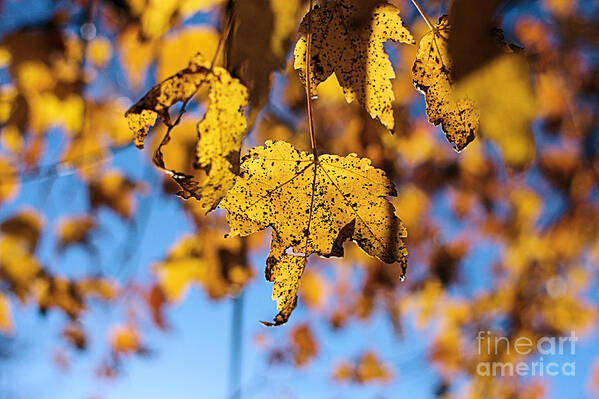 Autumn Poster featuring the photograph Autumn Joy by Stan Reckard