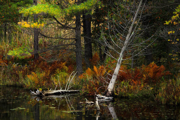 Photograph Nature Landscape Ontario Canada Water Reflection Reflections Forest Trees Poster featuring the photograph Autumn Landscape 1 by Jim Vance