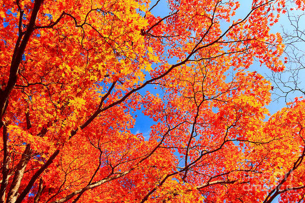 Autumn Poster featuring the photograph Autumn Leaves and Blue Sky by Beverly Claire Kaiya