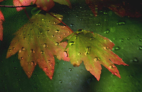 Autumn Poster featuring the photograph Autumn Leaves and Rain by Marie Jamieson