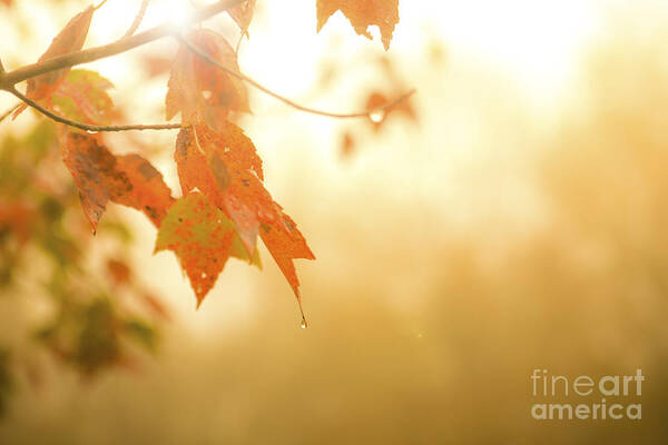Autumn Poster featuring the photograph Autumn Leaves in the Rain by Diane Diederich