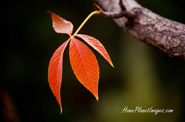 Leaf Poster featuring the photograph Autumn Leaves by Janis Knight