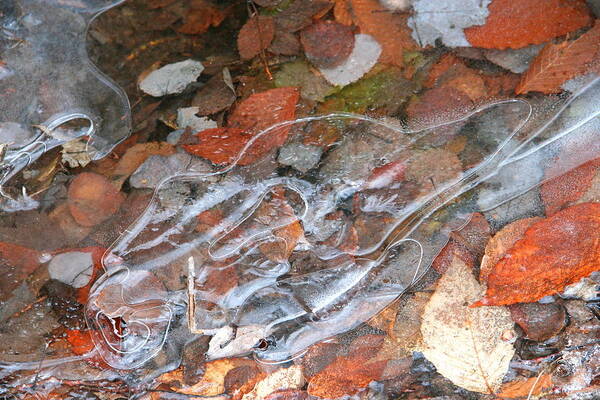 Autumn Leaves Poster featuring the photograph Autumn Leaves under Ice by Dr Carolyn Reinhart