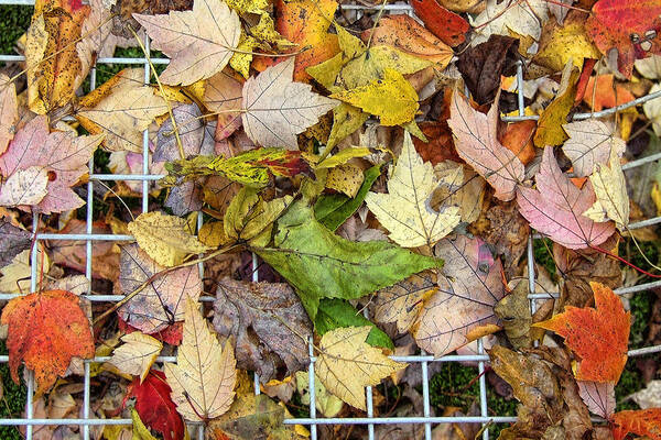 Leaf Poster featuring the photograph Autumn Medley by Louise Kumpf