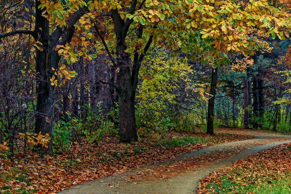 Autumn Poster featuring the photograph Autumn Path by Nikolyn McDonald