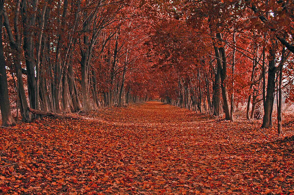 Autumn Poster featuring the photograph Autumn by Raymond Salani III