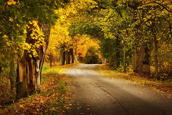 Autumn Poster featuring the photograph Autumn Road by Anna Grigorjeva