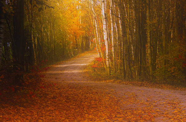 Road Autumn Fall Colors Landscape Photograph Print Acrylic Canvas Metal Leaves Trees Ontario Canada Poster featuring the photograph Autumn Roadway by Jim Vance