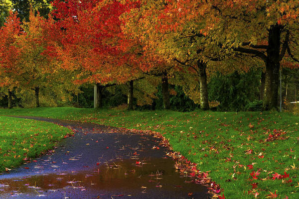 Autumn Shades Of Color - Paul Harrett Poster featuring the photograph Autumn Shades of Color by Paul Harrett