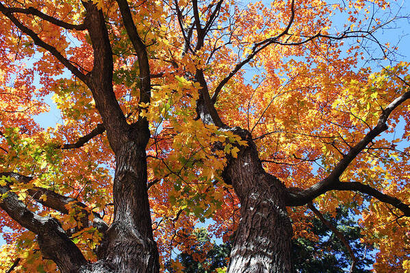 Tree Poster featuring the photograph Autumn Splendor by Ellen Tully