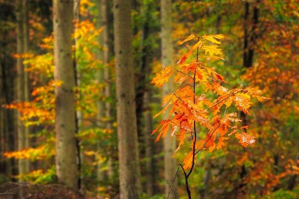 Autumn Poster featuring the photograph Autumn walk in the forest by Maciej Markiewicz