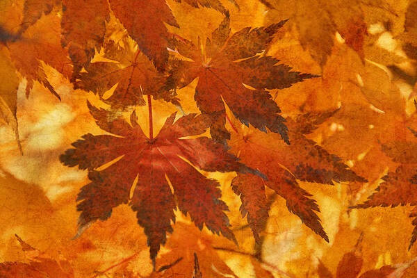 Autumn Poster featuring the photograph Autumn Warmth I by Leda Robertson
