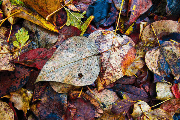 Leaves Poster featuring the photograph Autumn's Floor Covering by Larry Goss