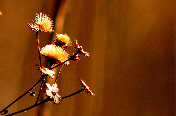 Nature Poster featuring the photograph Autumn's Moment by Bruce Patrick Smith