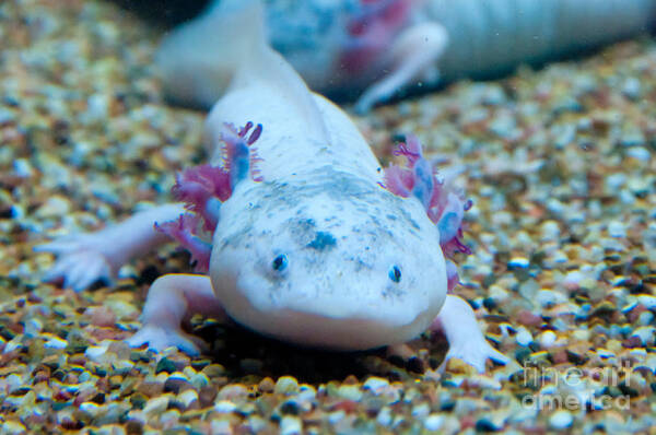 Nature Poster featuring the photograph Axolotl by Mark Newman