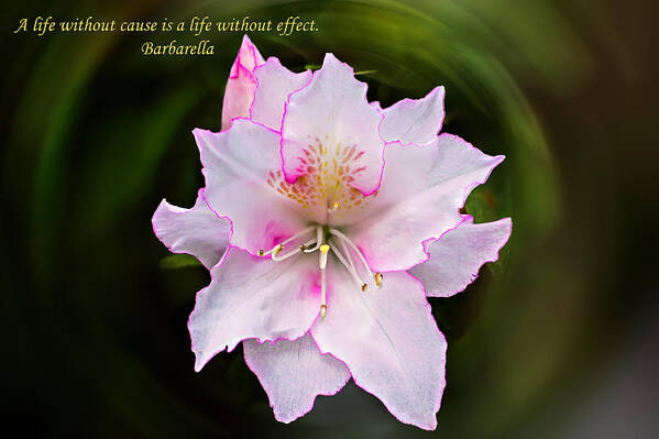 Nature Poster featuring the photograph Azalea Cause and Effect by Michael Whitaker