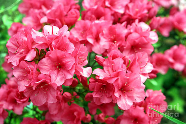 Photograph Poster featuring the photograph Azalea Fuchsia Pink Closeup by Susan Stevenson