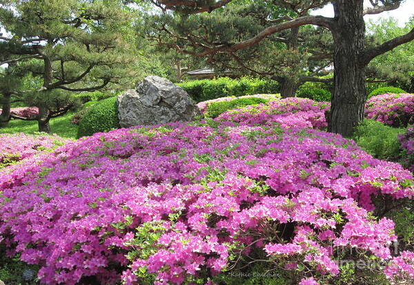 Azaleas Poster featuring the photograph Azalea Path by Kathie Chicoine