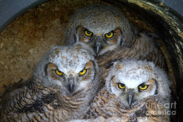 Birds Poster featuring the photograph Baby Big Horned Owls by Jale Fancey