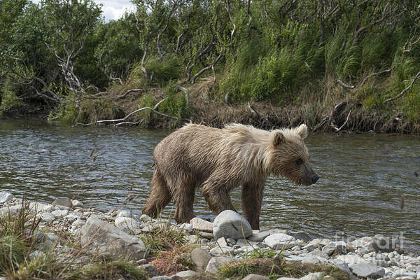 Brown Bear Poster featuring the photograph Baby brown bear cub walking along shore of Funnel Creek by Dan Friend