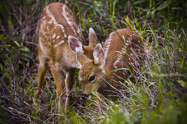 Deer Poster featuring the photograph Baby Fawns by Chad Davis