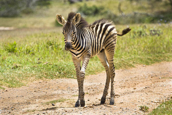 Baby Poster featuring the photograph Baby Series Zebra by Jennifer Ludlum