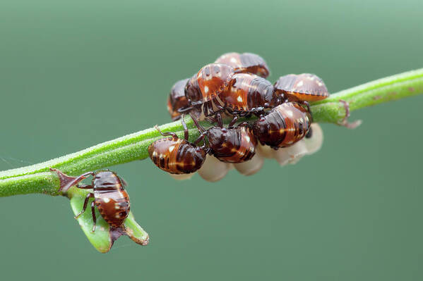 Five Poster featuring the photograph Baby Shield Bugs by Melvyn Yeo/science Photo Library