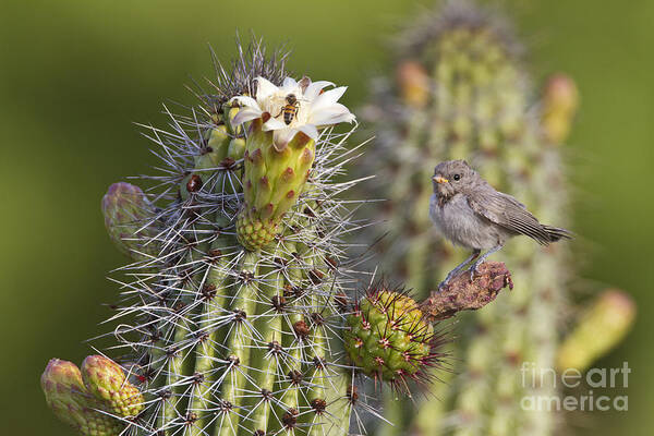 Verdin Poster featuring the photograph Baby verdin on cactus by Bryan Keil