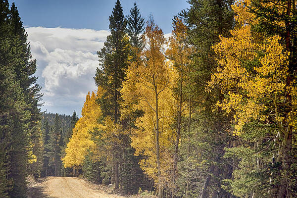 Autumn Poster featuring the photograph Back Road To Autumn by James BO Insogna