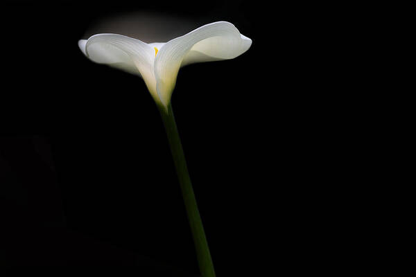 Flower Poster featuring the photograph Backlit White Calla Lily by Rebecca Cozart
