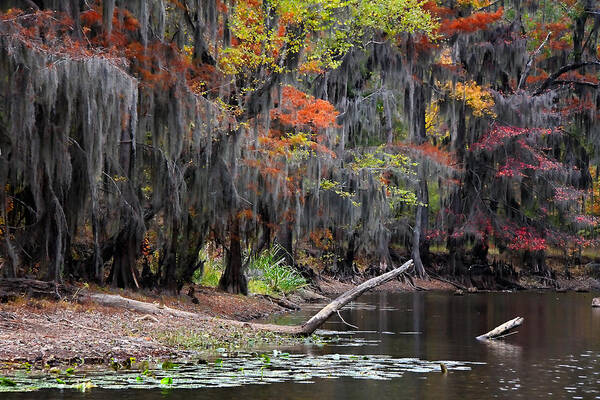 Autumn Poster featuring the photograph Backwater Autumn 2 by Lana Trussell
