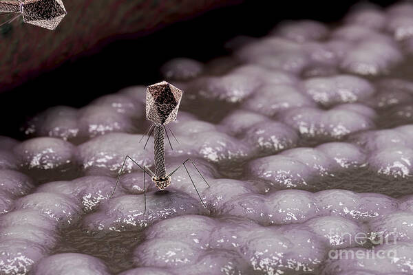 Infection Poster featuring the photograph Bacteriophages by Science Picture Co