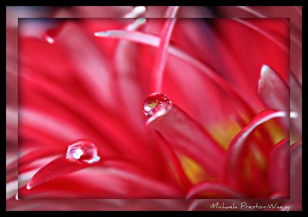 Water Poster featuring the photograph Balance by Michaela Preston