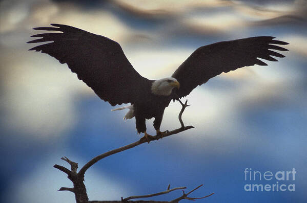 Bald Eagle Poster featuring the photograph Bald Eagle and Clouds by Sharon Elliott