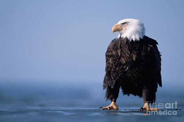 00343884 Poster featuring the photograph Bald Eagle At Low Tide by Yva Momatiuk John Eastcott